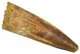 Fossil Spinosaurus Tooth - Real Dinosaur Tooth #346867-1